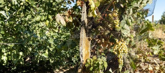 Terrain à Granada, Spain 20000m² No. 175386 25