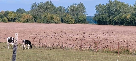 13-salle Maison à Ludwigslust-Parchim, Germany No. 219119 18
