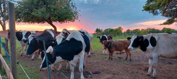 13-salle Maison à Ludwigslust-Parchim, Germany No. 219119 4