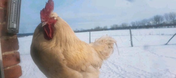 13-salle Maison à Ludwigslust-Parchim, Germany No. 219119 7