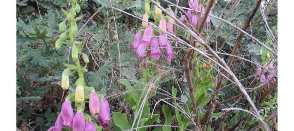 9 bedrooms House in Castelo Branco, Portugal No. 58576 31