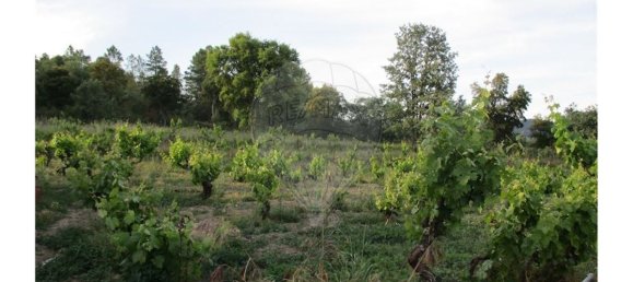 9 bedrooms House in Castelo Branco, Portugal No. 58576 18