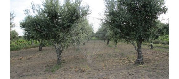 9 bedrooms House in Castelo Branco, Portugal No. 58576 14