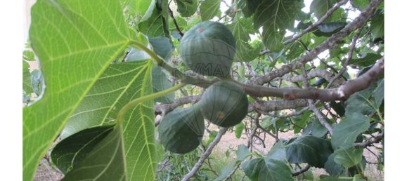 9 bedrooms House in Castelo Branco, Portugal No. 58576 26