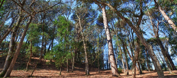 804m² Land in Barcelona, Spain No. 159554 13