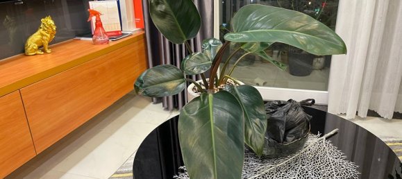 3 bedrooms Apartment in Binh Chanh, Vietnam No. 16971 8