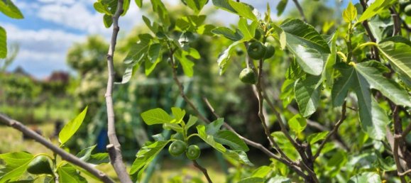 644m² Land in Pfaffstatten, Austria No. 215313 3