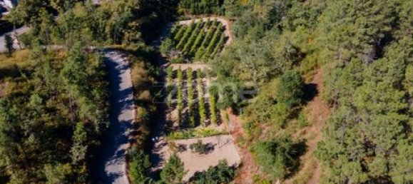 Terrain à Amarante, Portugal No. 151826 15