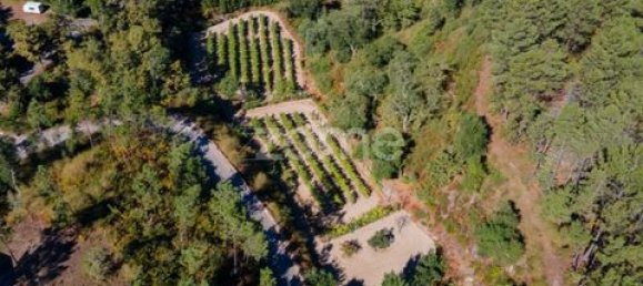 Terrain à Amarante, Portugal No. 151826 18