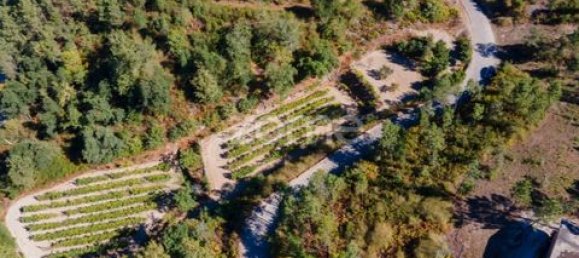 Terrain à Amarante, Portugal No. 151826 23