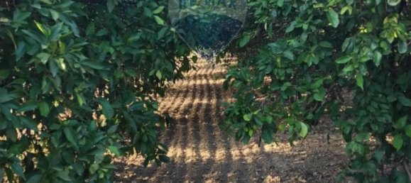 35000m² Land in Mineo, Italy No. 298503 32