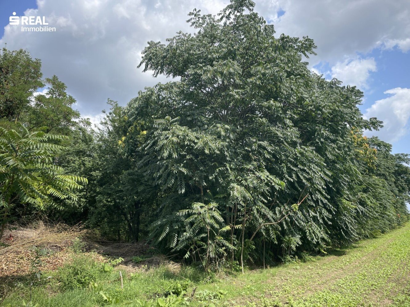 Terreno en Nickelsdorf, Austria No. 209537