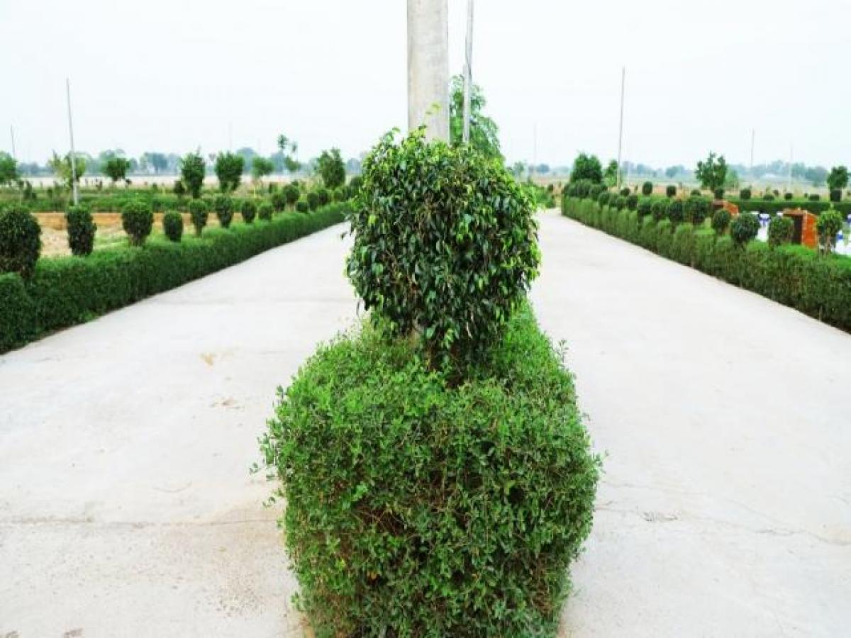  Land in Noida, India No. 66070