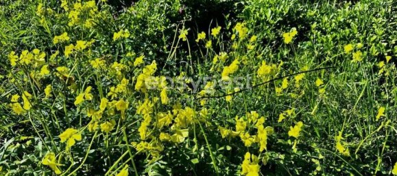  قطعة أرض في Sao Bras de Alportel, Portugal 505متر مربع رقم 155457 4