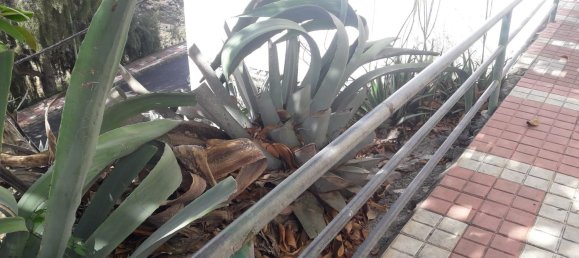 Terreno en Las Palmas De Gran Canaria, Spain 208 m² No. 101450 3