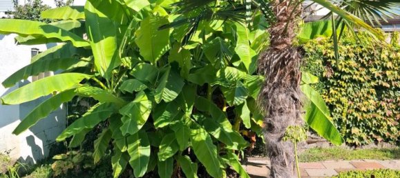 4 Schlafzimmer Stadthaus in Rhein-Pfalz, Germany, Nr. 337633 2