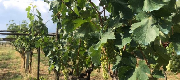  Castillos de 4 dormitorios en Alvito, Italy No. 55818 27