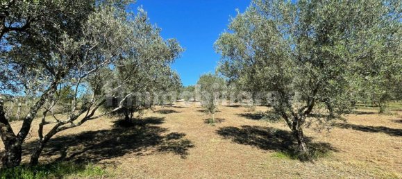  Castillos de 4 dormitorios en Alvito, Italy No. 55818 23