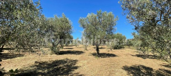  Castillos de 4 dormitorios en Alvito, Italy No. 55818 20