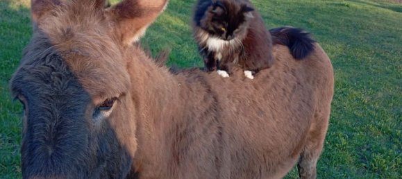 8 rooms Villa in Vobarno, Italy No. 251426 31