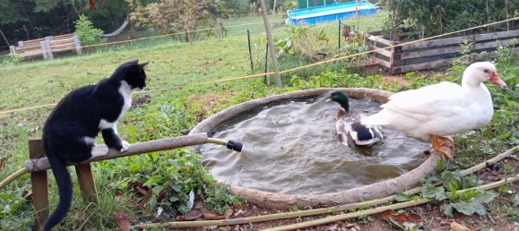 8 rooms Villa in Vobarno, Italy No. 251426 32