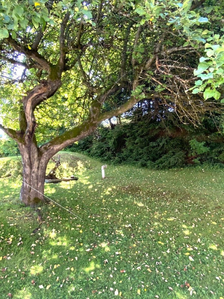  Land in Regen, Germany No. 224523