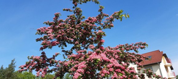 1 chambre Appartement à Oberspreewald-Lausitz, Germany No. 12116 2
