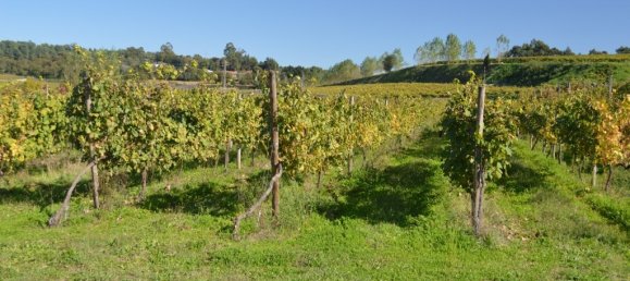 5 bedrooms Castles in Rendufe, Portugal No. 35720 24