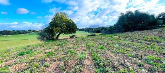  Land in Mallorca, Spain No. 156247 7