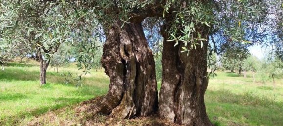 Grundstück in Bisignano, Italy 6500m², Nr. 62143 2