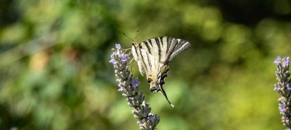 5 bedrooms House in Gaiole in Chianti, Italy No. 57122 68