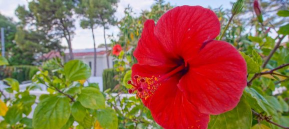 Casa de 6 dormitorios en Dénia, Spain No. 138137 37