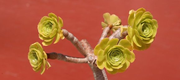 Penthouse T2 em Torrevieja, Spain N.º 179482 31