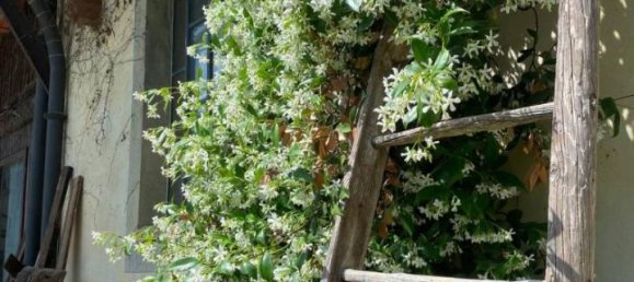 15-Zimmer Villa in Cremona, Italy, Nr. 25148 39