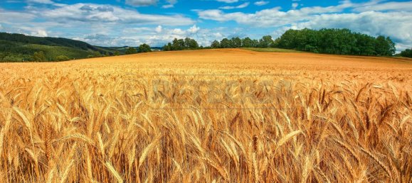 4-Zimmer Grundstück in Cadoneghe, Italy, Nr. 67097 11
