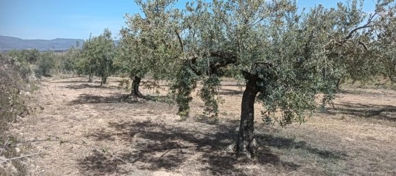19716m² Land in L'Arboc, Spain No. 161022 4