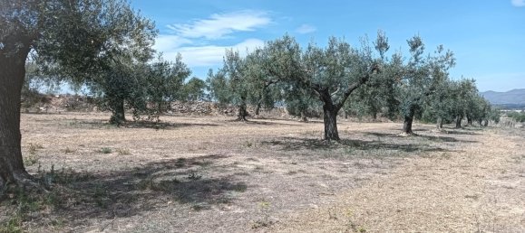 19716m² Land in L'Arboc, Spain No. 161022 6