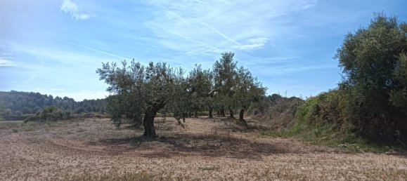 19716m² Land in L'Arboc, Spain No. 161022 10
