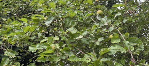 4 غرف نوم مزرعة في Lower Saxony, Germany رقم 282114 31