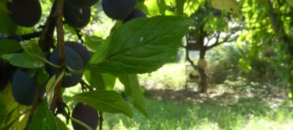1 Schlafzimmer Haus in Rems-Murr-Kreis, Germany, Nr. 320024 17