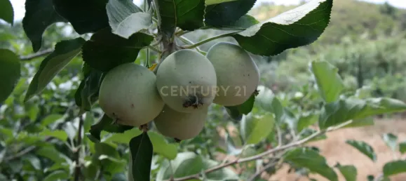 3 bedrooms House in Sao Bartolomeu de Messines, Portugal No. 214110 22