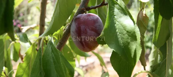 3 bedrooms House in Sao Bartolomeu de Messines, Portugal No. 214110 25