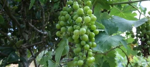 3 bedrooms House in Sao Bartolomeu de Messines, Portugal No. 214110 24