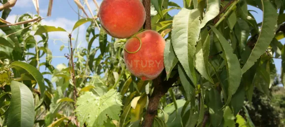 3 bedrooms House in Sao Bartolomeu de Messines, Portugal No. 214110 26