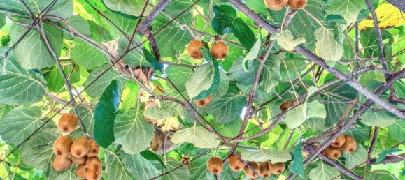 12 chambres Maison de ville à Budva, Montenegro No. 264 9