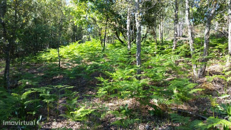 Земельный участок 39200м² в Каштелу ди Види, Португалия № 217569