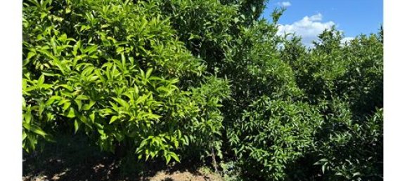 55324m² Land in Giarre, Italy No. 290221 35