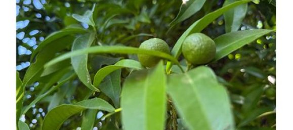 55324m² Land in Giarre, Italy No. 290221 33