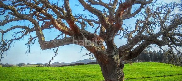 4 Schlafzimmer Haus in Santiago do Cacem, Portugal, Nr. 99357 17