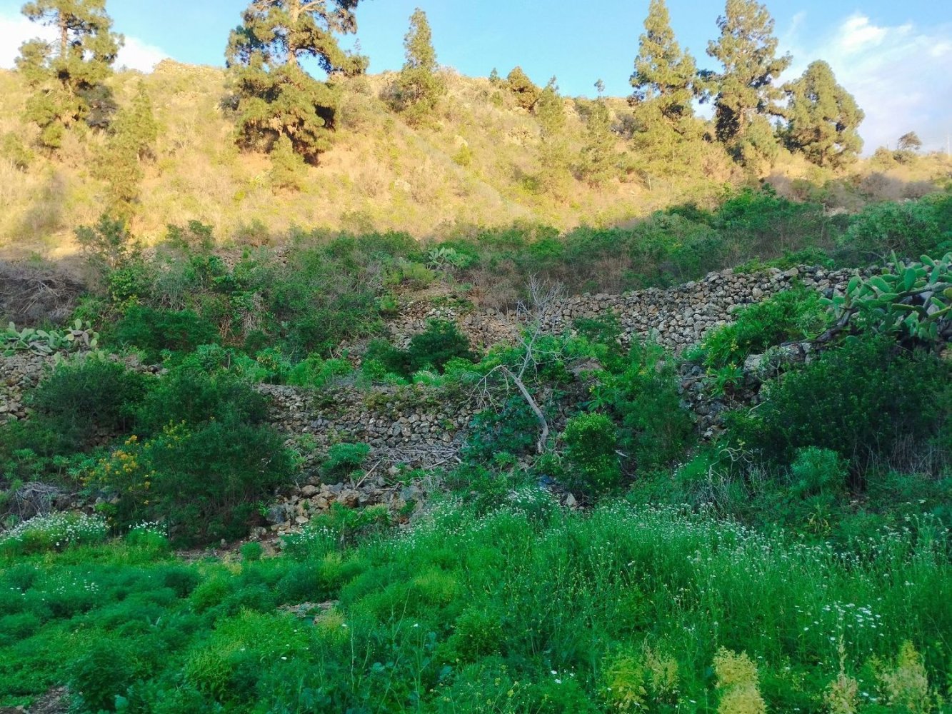 Terreno en La Guancha, Spain 5813 m² No. 78532